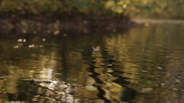Slow motion small lake or pond with fallen leaves in autumn