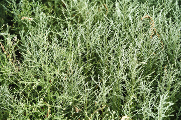 Wormwood (Artemisia vulgaris) is a bitter medicinal plant of Europe.