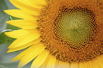 ひまわりの花の接写