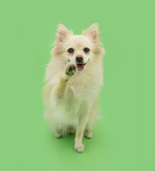 Portrait happy pomeranian puppy dog high five and greeting, Isolated on green pastel background © Sandra