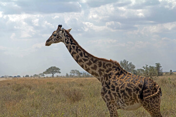 giraffe in the savannah