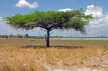 Fototapeta na wymiar Tree Selous Tanzania
