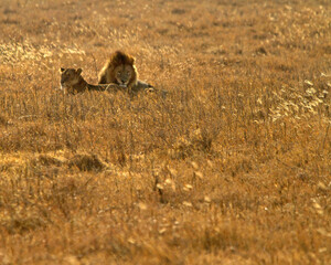Lions Laying in Grass