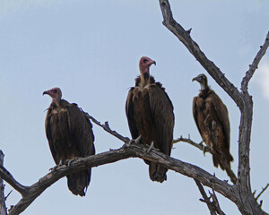 Three Vultures