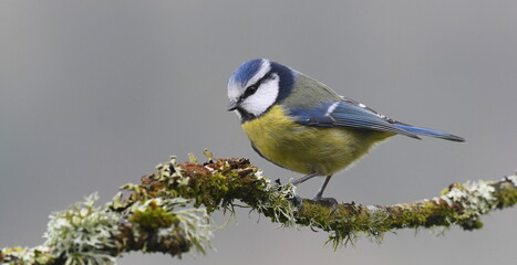 Blue tit portrait, Wales, UK