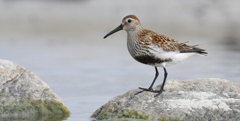Dunlin on the shore of North Uist, Outer Hebrides, Scotland