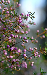 Pink flower buds of the Australian native Boronia ledifolia, family Rutaceae in Sydney woodland, NSW. Known as the Showy, Sydney or Ledum Boronia. Winter to spring flowering