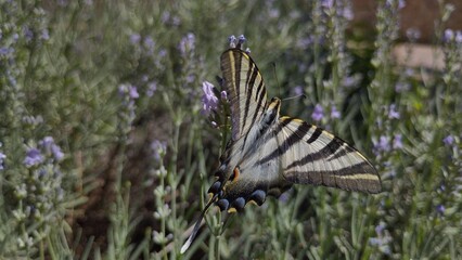Mariposa chupaleches (iphiclides feisthamelii) libando flores de lavanda