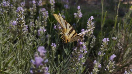 Mariposa chupaleches (iphiclides feisthamelii) libando flores de lavanda
