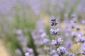 Close-up of a lavender flower in a lavender field with blur.