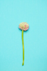 One clover flower on a blue background. Summer concept.