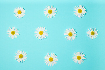 Many small chamomile flowers with white petals on blue background. Summer concept.