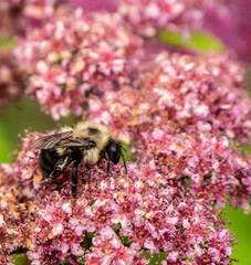 Close-up of a bumblebee collecting nectar from the pink flowers on a japanese meadowsweet plant that is growing in a flower garden on a warm summer day in June with a blurred background.