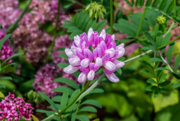 Close-up of a pink flower on a common crown-vetch plant that is growing in a flower garden on a bright summer day in june with a blurred background.