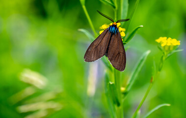 Close-up of a virgina ctenucha tiger moth collecting nectar from a yellow treacle mustard...