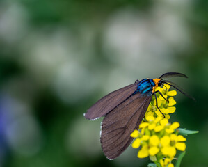 Close-up of a virgina ctenucha tiger moth collecting nectar from a yellow treacle mustard wildflower that is growing in a meadow on a warm summer day in june with a blurred background.