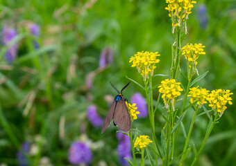 Close-up of a virgina ctenucha tiger moth collecting nectar from a yellow treacle mustard wildflower that is growing in a meadow on a warm summer day in june with a blurred background.
