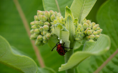 Close-up of a red milkweed beetle drinking the white sap from a milkweed plant that is growing in a field on a warm summer day in June with a blurred background.