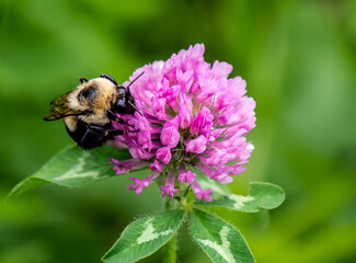 Close-up of a bumblebee collecting nectar from the pink flower on a wild red clover plant that is...