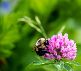Close-up of a bumblebee collecting nectar from the pink flower on a wild red clover plant that is growing in a meadow on a warm bright summer day in June with a blurred background.