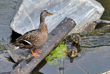 A duck and two ducklings on the roll of a cluttered river on a summer day