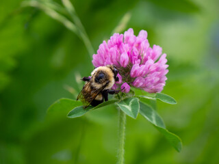 Close-up of a bumblebee collecting nectar from the pink flower on a wild red clover plant that is growing in a meadow on a warm bright summer day in June with a blurred background.