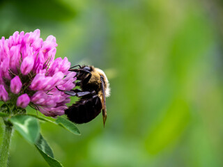 Close-up of a bumblebee collecting nectar from the pink flower on a wild red clover plant that is growing in a meadow on a warm bright summer day in June with a blurred background.