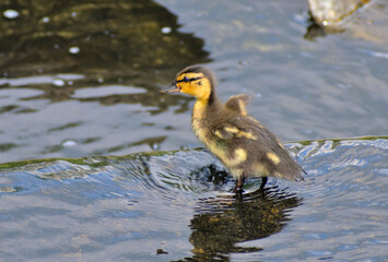The duckling stands on a stone step in the river water on a summer day