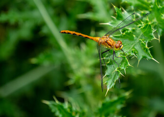 Close-up of a white-faced meadowhawk dragonfly that is resting on the leaf of a creeping thistle plant growing in a field on a bright summer day in july with a blurred background.
