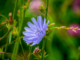 Close-up of the blue flower on a wild chicory plant that is growing in a meadow on a warm bright summer day in july with a blurred background.