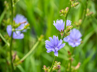 Obraz premium Close-up of the blue flower on a wild chicory plant that is growing in a meadow on a warm bright summer day in july with a blurred background.