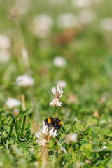 Buff-tailed bumblebee on a White clover flower