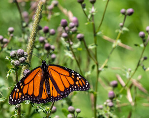 Close-up of a monarch butterfly resting on the flower buds of a creeping thistle plant that is growing in a field on a bright summer day in July with a blurred background.
