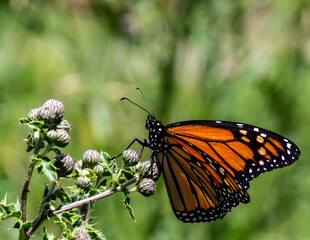 Close-up of a monarch butterfly resting on the flower buds of a creeping thistle plant that is growing in a field on a bright summer day in July with a blurred background.