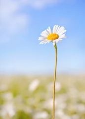  one chamomile on summer field and blue sky background © Albert Ziganshin