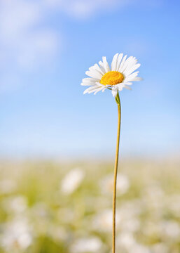 one chamomile on summer field and blue sky background