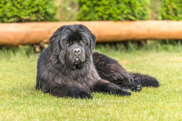 Newfoundland dog on a summer day in the garden. Newfoundland dog breed in an outdoor. Big dog on a green field. Rescue dog.