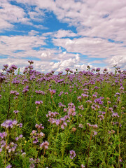Phacelia flowers blossom. Blooming agriculture summer field. Nature rural sunny scene, Europe. Honey production