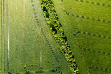 Farmland from above - aerial image of a lush green filed - view from a drone - Image