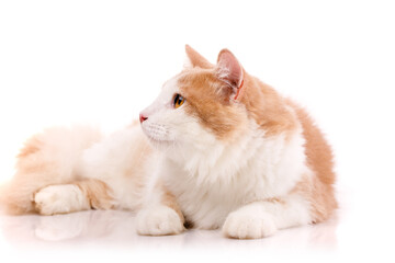 Adult cat lies in funny poses on a white background. Friendly pet.