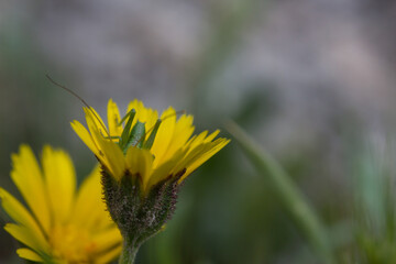 Macro de pequeño saltamontes verde sobre flor calendula arvensis