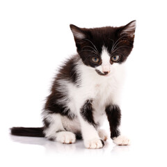 Tired black and white kitten sitting on a white background.