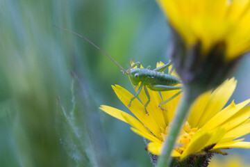 Macro de pequeño saltamontes verde sobre flor calendula arvensis