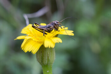 Peque&ntilde;o saltamontes sobre Calendula Arvensis