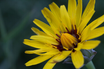 Macro de flor Reichardia