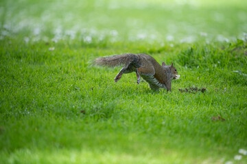 Écureuil en action