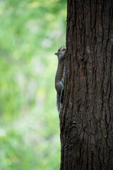 Écureuil grimpant à un arbre