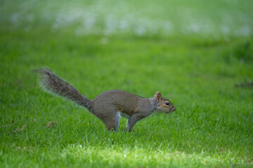 Écureuil qui court dans l'herbe