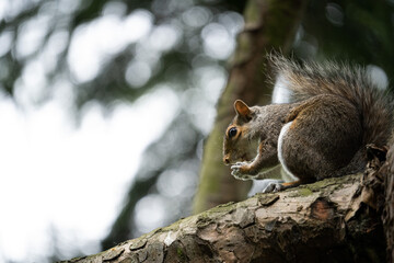 Naklejka na ściany i meble Écureuil dans un arbre qui mange
