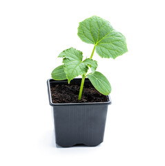Baby Cucumber sprout in plastic pot ready to plant isolated on white background